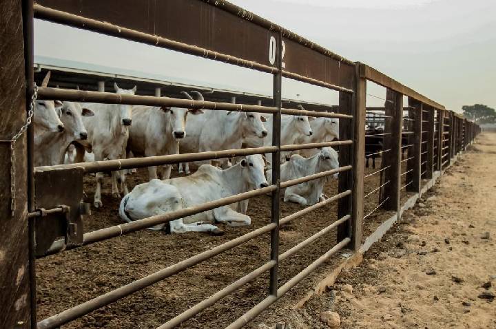 Mato Grosso registra maior crescimento do país no abate de bovinos no 1º trimestre de 2026