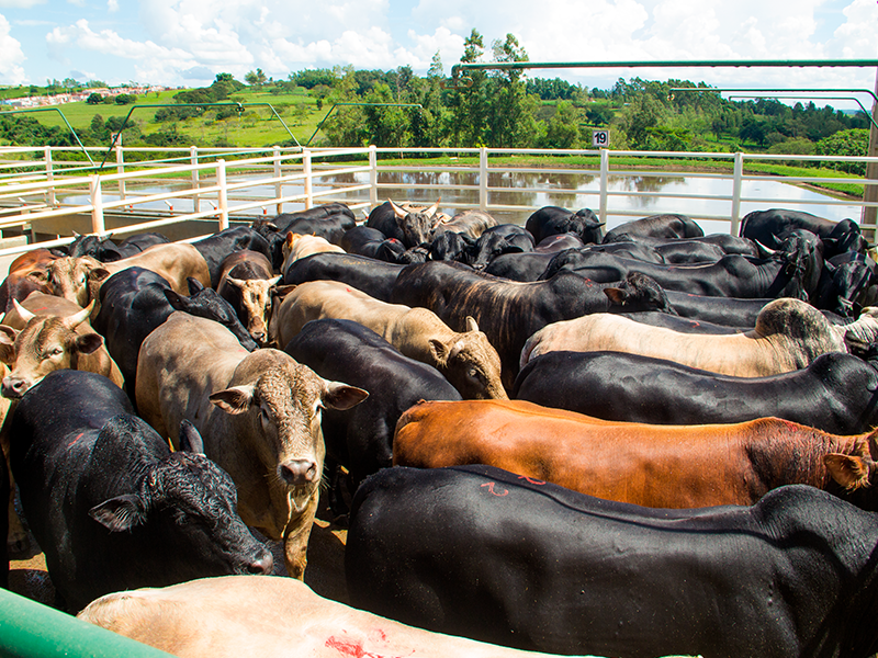 Contratos futuros do boi gordo encerraram semana com leves altas na B3
