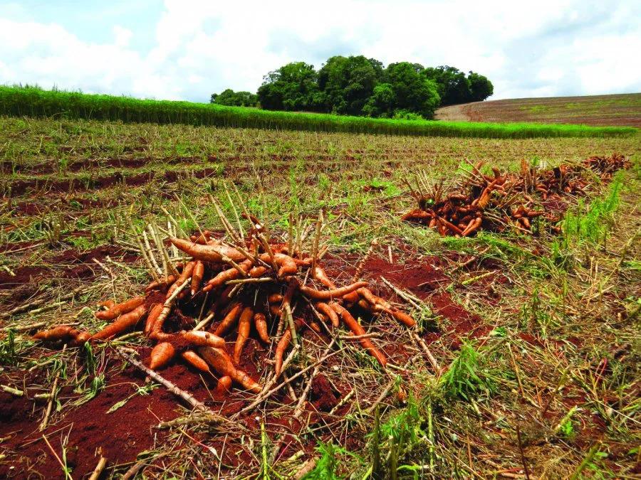Mandioca/Cepea: Com vendas em queda, estoques são os maiores desde out/23