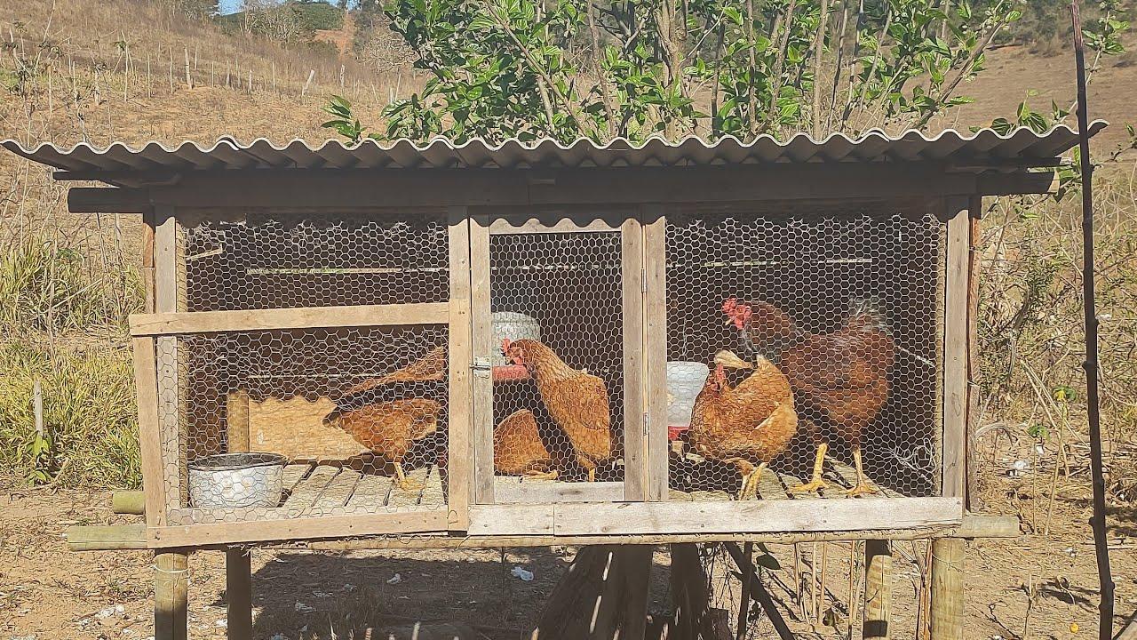 Mato Grosso registra foco de gripe aviária em aves de subsistência