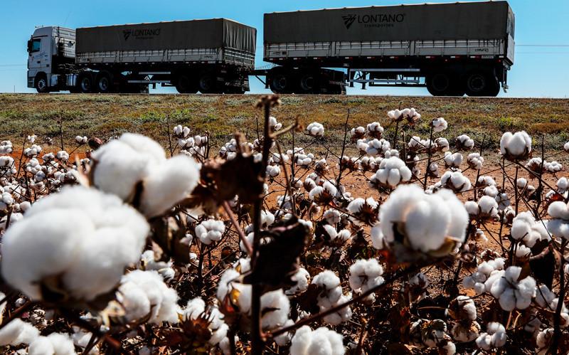 MT foi responsável por mais de 67% do algodão exportado