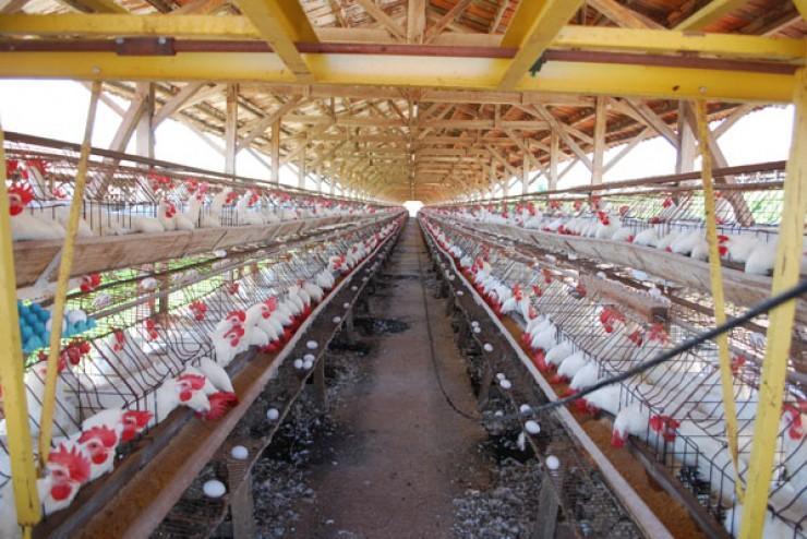 Preço do frango tem queda de mais de 15% com excedente de oferta e impactos da gripe aviária