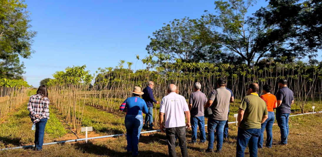 Visita técnica em Sinop fortalece projeto para introdução à cultura do café em Nova Mutum