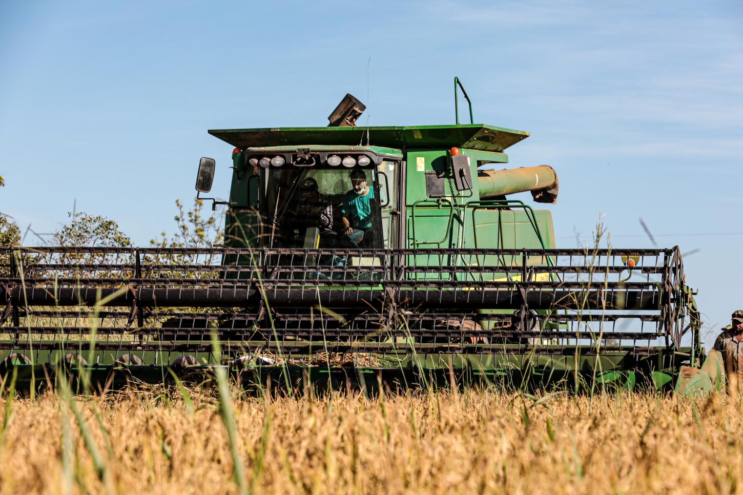 Mato Grosso lidera produção nacional de arroz de sequeiro, aponta Anuário Brasileiro do Arroz 2025