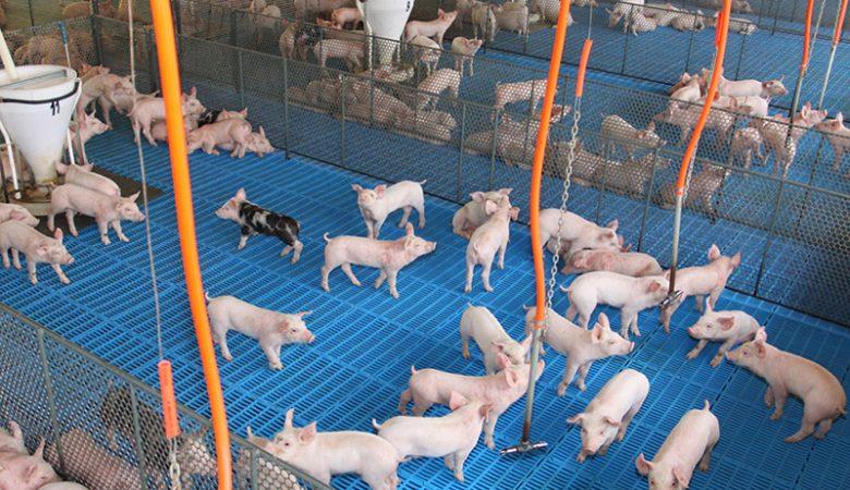 Mercado de suínos segue estável no início de julho, com equilíbrio entre oferta e demanda