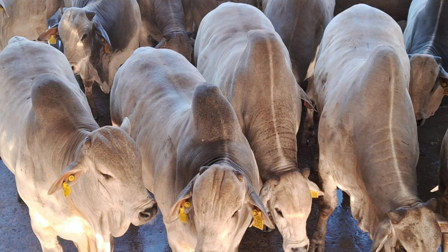 Preços da arroba do boi estão firmes neste encerramento de agosto