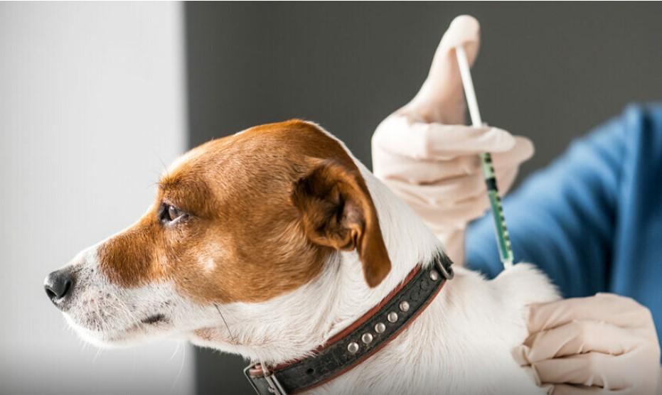 Sábado é dia D de vacina contra a raiva em Nova Mutum