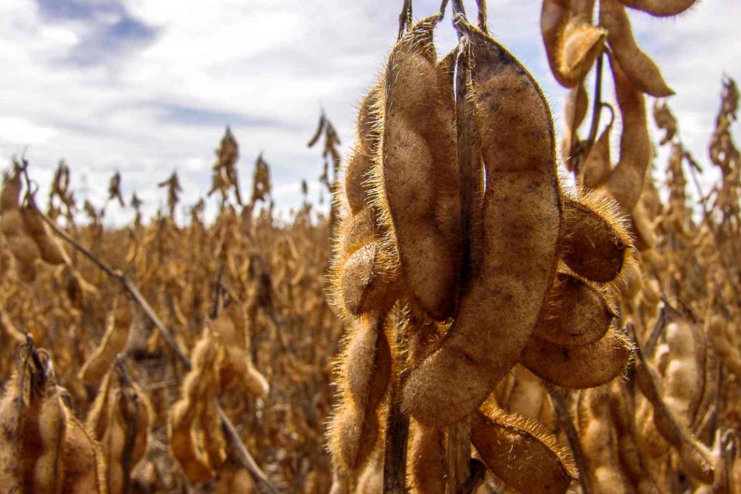 Soja tem início de 4ª feira de estabilidade, com leves baixas na Bolsa de Chicago