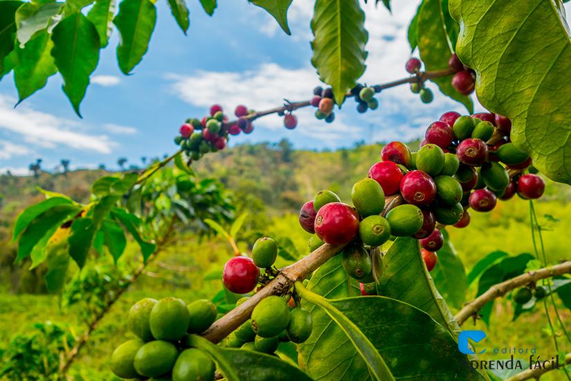 Chuvas e florada no Brasil seguem no radar do mercado cafeeiro, mantendo volatilidade intensa