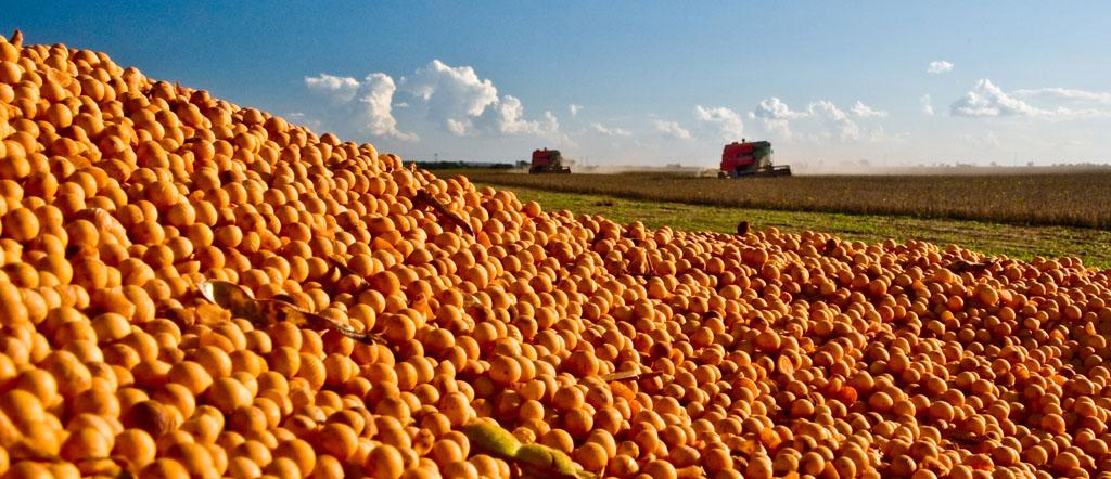 Exportações de grãos e derivados da Argentina podem bater recorde em 25/26, diz bolsa