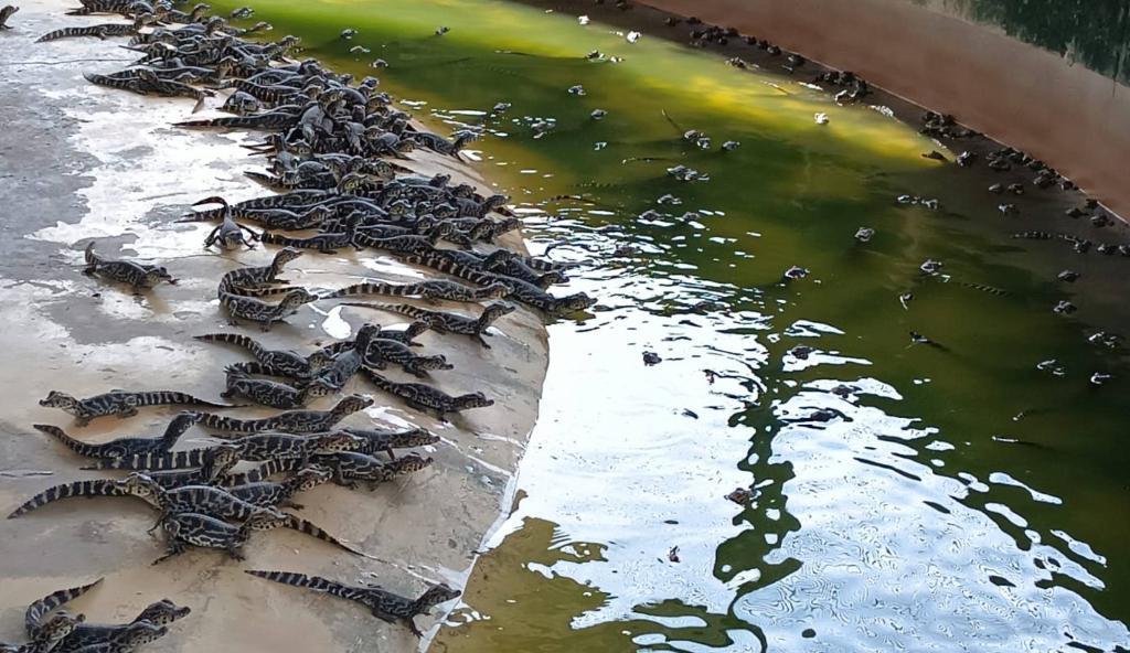 Pesquisa da UFMT explora benefícios do óleo de jacaré-do-pantanal para tratar feridas, acne e até depressão