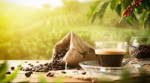 Exportação de café do Brasil cai 20% em outubro diante de tarifas dos EUA, aponta Cecafé