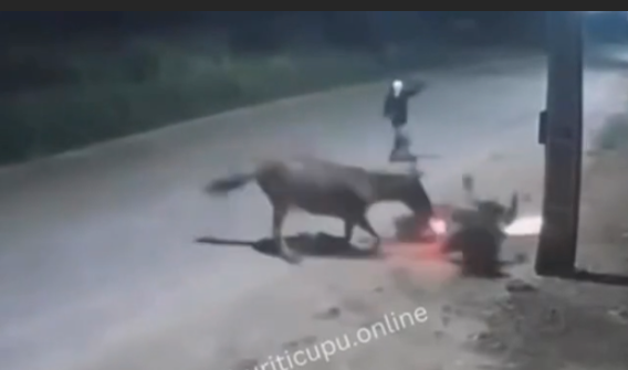 Motociclista é derrubado por cavalo e assaltado logo em seguida